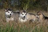 ALASKAN MALAMUTE 468